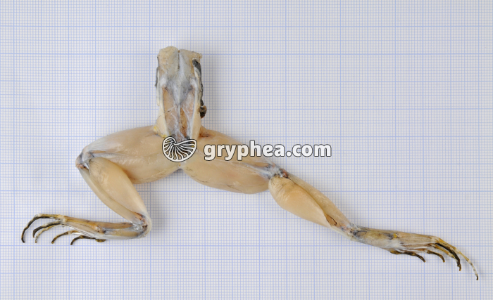 Flexion-extension membre postérieur - gryphea.com